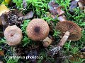 Cortinarius pholideus-amf527
